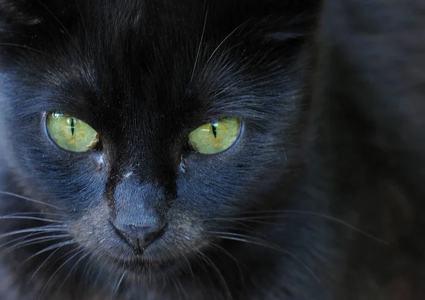 Imagen Primer Plano Cara Gato Negro Con Ojos Verdes — Foto de Stock