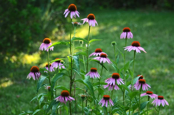 Purple Coneflowers Early Morning Garden Summer — Fotografia de Stock
