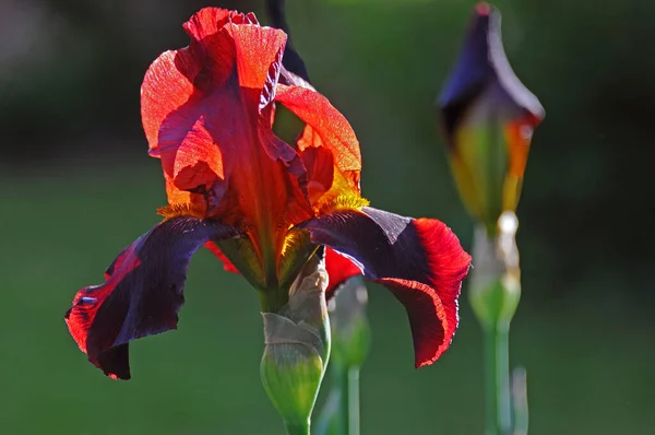 Verlichte Irissen Tuin Late Namiddag — Stockfoto