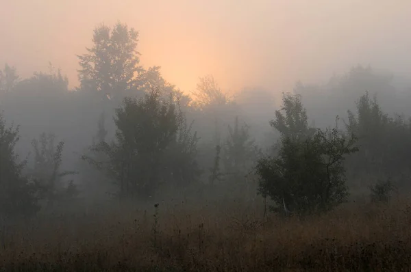 Hazy View Bushes Shrubs Trees While Sun Rising Sky — Φωτογραφία Αρχείου