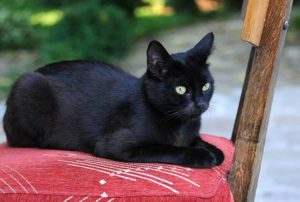 Gato Preto Com Olhos Verdes Cadeira Vermelha — Fotografia de Stock