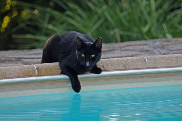 Black cat with green eyes puts out the tongue at the swimming pool