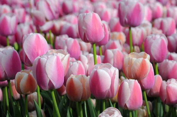 Closeup Image Pink Tulips Gulhane Park Istanbul Turkey April — Stockfoto
