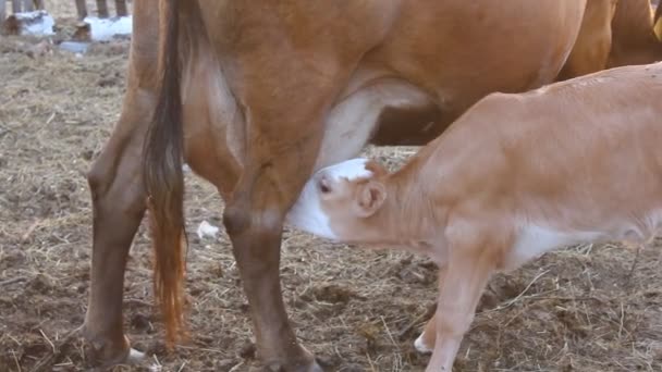 Ternero chupa una vaca 4282 — Vídeos de Stock