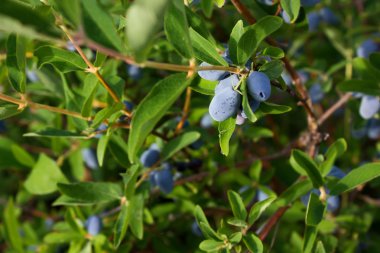 Hanımeli çilek ve 4136 bırakır