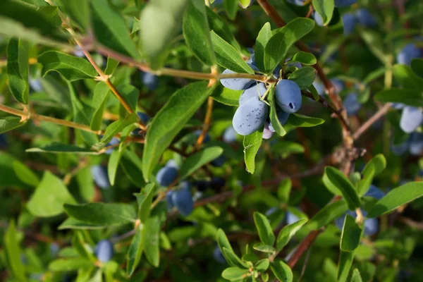 Geißblatt Beeren und Blätter 4136 — Stockfoto