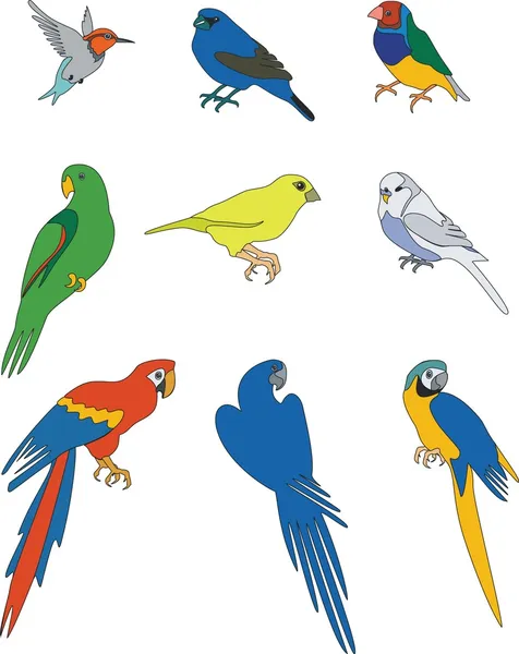 Ensemble d'oiseaux — Image vectorielle