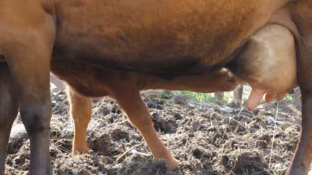 Calf sucks a cow — Stock Video