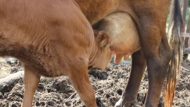 Veau suce une vache 