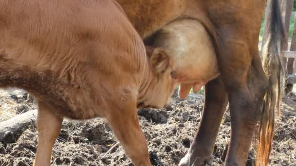 Calf sucks a cow — Stock Video