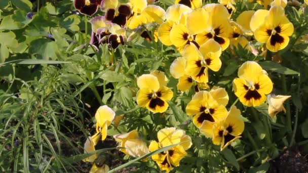 Yellow viola — Stock Video