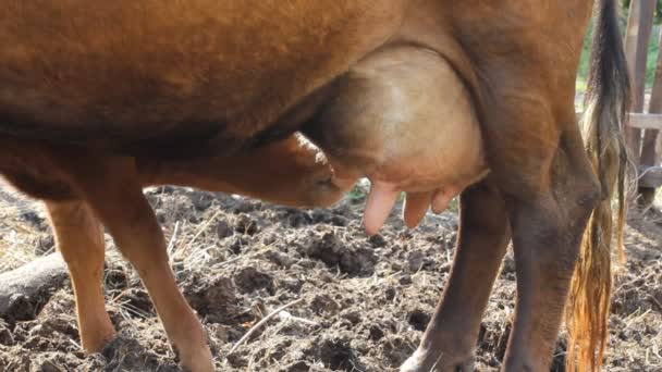 Ternero chupa una vaca — Vídeo de stock