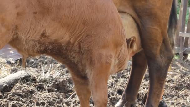 Ternero chupa una vaca — Vídeos de Stock