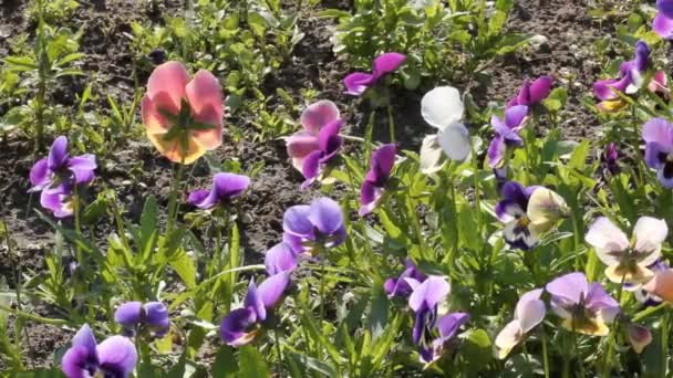 Surtido de Pansies (Viola tricolor hortensis ) — Vídeos de Stock