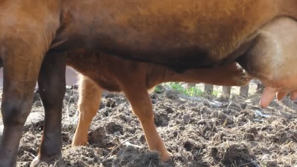 Kalb saugt eine Kuh — Stockvideo