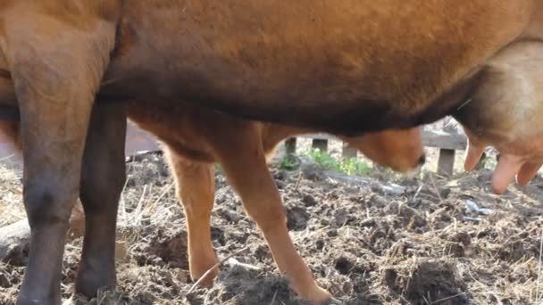 Kalb saugt eine Kuh — Stockvideo