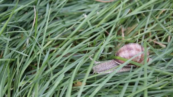 Schnecke im Gras — Stockvideo