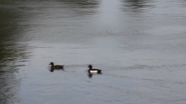 Nehirde yüzmeye ördekler