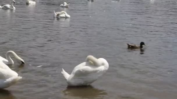 Белые лебеди и утки, собирайтесь — стоковое видео