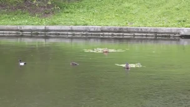 Kachny v barevné odrazy na vodě plavat — Stock video