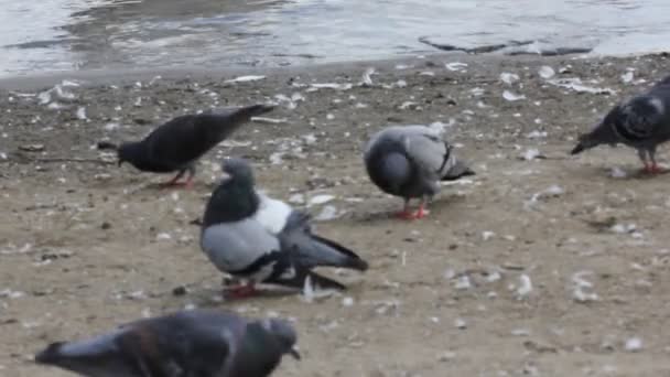 Groep van duiven wandelen in de buurt van de rivier — Stockvideo