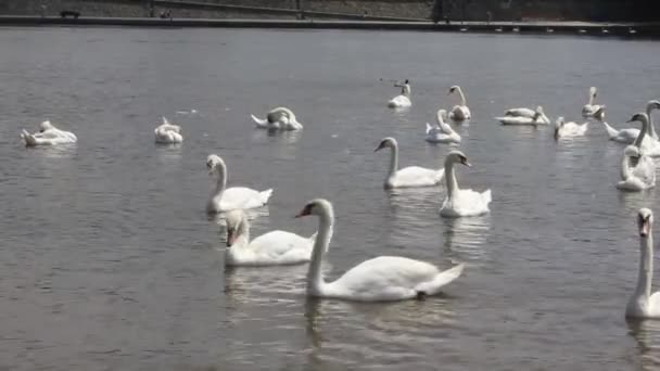 Zwanen zwemmen in de rivier — Stockvideo