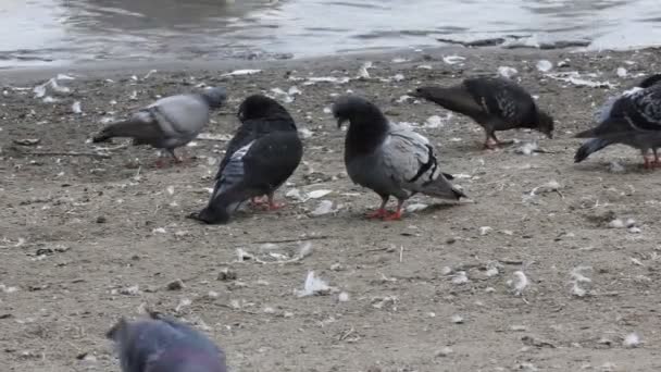 Groep van duiven wandelen in de buurt van het water — Stockvideo