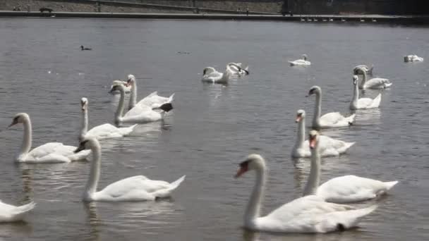 Swan cygnets livnär sig på en flod — Stockvideo