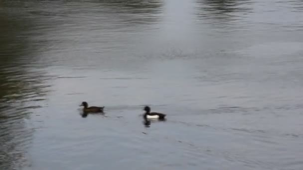 Eenden, zwemmen in de rivier — Stockvideo