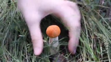 mantar ormandaki bir bıçakla kesilmiş.