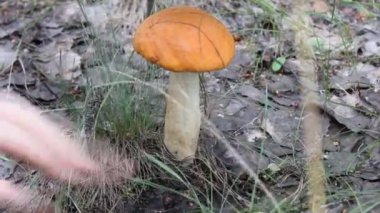 mantar ormandaki bir bıçakla kesilmiş.