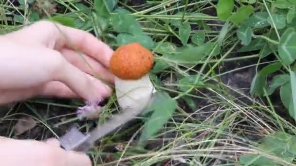 Cogumelo cortado com uma faca na floresta — Vídeo de Stock