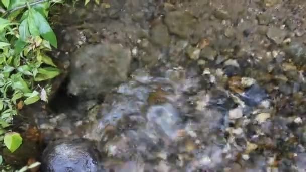 Ορεινό ποτάμι, ρυάκι, πέτρες και το νερό, κοντινό πλάνο — Αρχείο Βίντεο