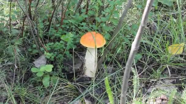 Hongos cortados con un cuchillo en el bosque — Vídeos de Stock