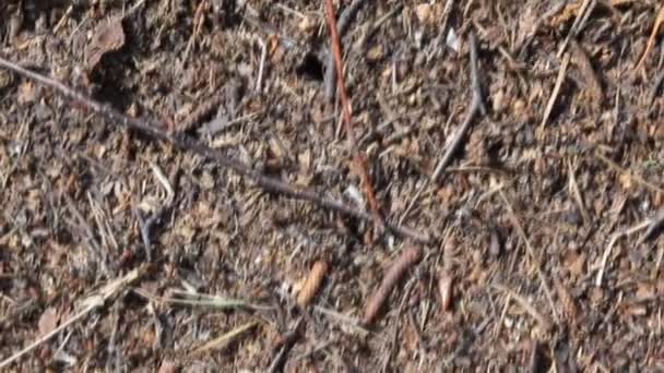 Ant motion on anthill — Stock Video