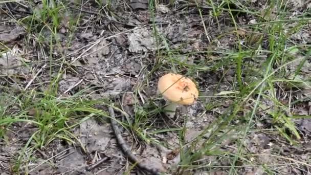 Jamur dipotong dengan pisau di hutan — Stok Video
