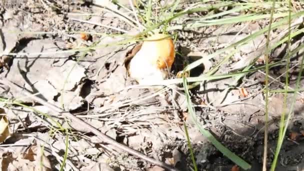 Mushroom cut with a knife in the forest — Stock Video