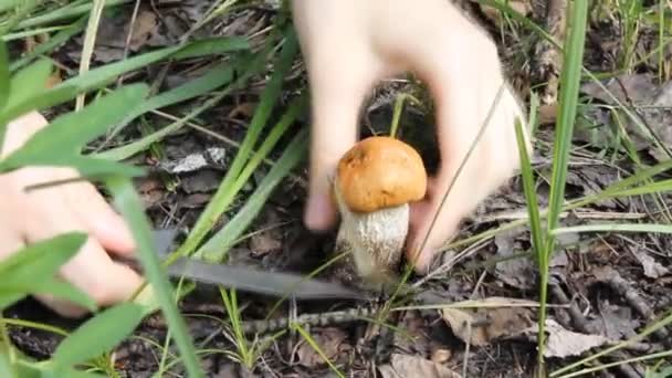 Cogumelo cortado com uma faca na floresta — Vídeo de Stock