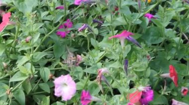 Petunya çiçek kelebek