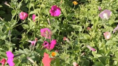 Petunya çiçek kelebek