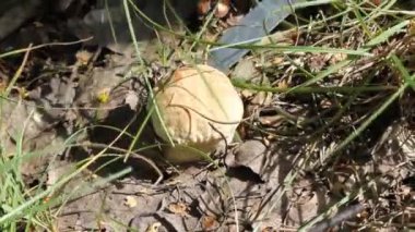 ormandaki bir bıçakla kesme mantar