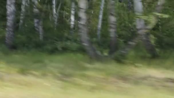 Дорога через березовый лес — стоковое видео