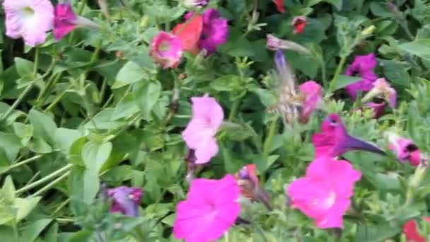 Бабочка на цветке петунии — стоковое видео