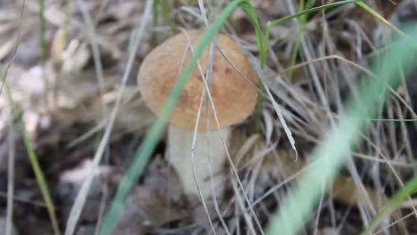 Child's hand breaks mushroom — Stock Video