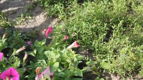 Borboleta em flor de petúnia — Vídeo de Stock