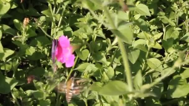 Papillon sur pétunia fleur et la main de la fille 