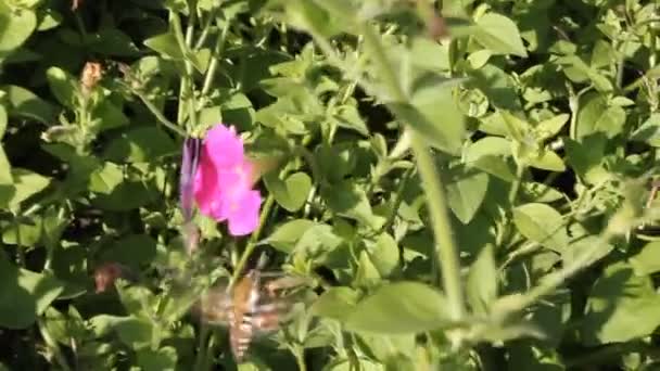 Butterfly on petunia flower and girl's hand — Stock Video