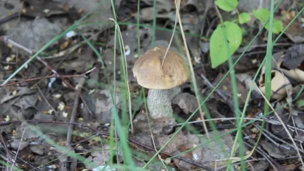 Резание грибов ножом в лесу — стоковое видео