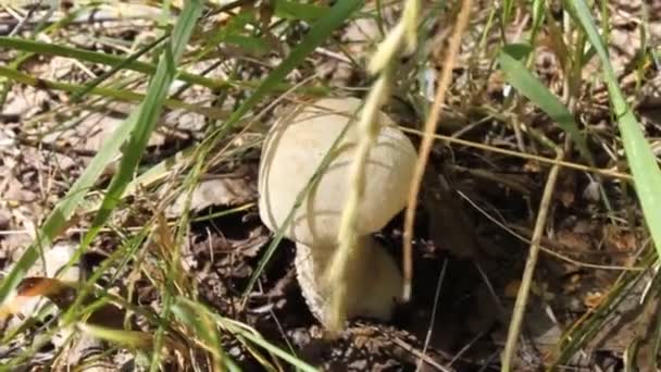 Coupe de champignons avec un couteau dans la forêt — Video