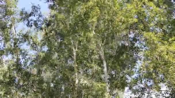 Huş ağaçları kuvvetli Rüzgar — Stok video